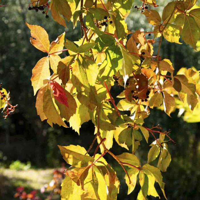 Automne