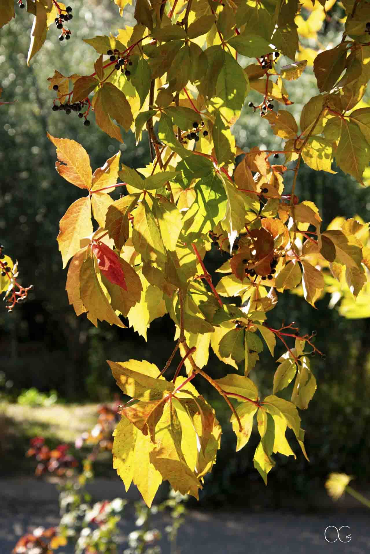 Automne