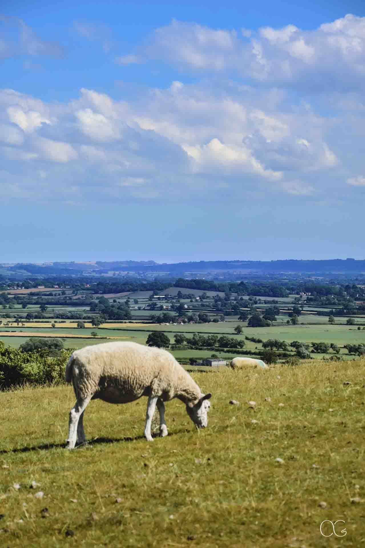 Campagne anglaise